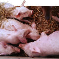 Symptomen en behandeling van salmonellose bij varkens, maatregelen ter preventie van paratyfus