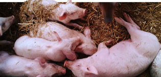 Símptomes i tractament de la salmonel·losi en els porcs, mesures per a la prevenció de la febre paratifoide