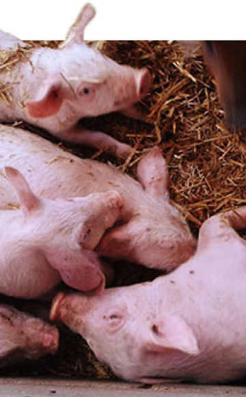 תסמינים וטיפול בסלמונלוזיס אצל חזירים, אמצעים למניעת קדחת paratyoid
