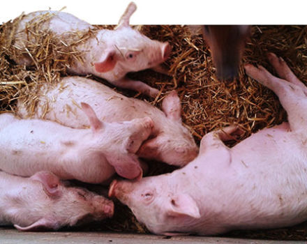 Symptome und Behandlung von Salmonellose bei Schweinen, Maßnahmen zur Vorbeugung von Paratyphus