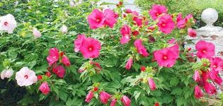 Description of herbaceous hibiscus, planting, cultivation and care