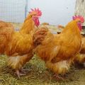 Odmiany i opis rasy kurczaków Orpington, zasady utrzymania