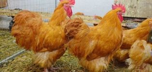 Varietà e descrizione della razza di pollo Orpington, regole di manutenzione