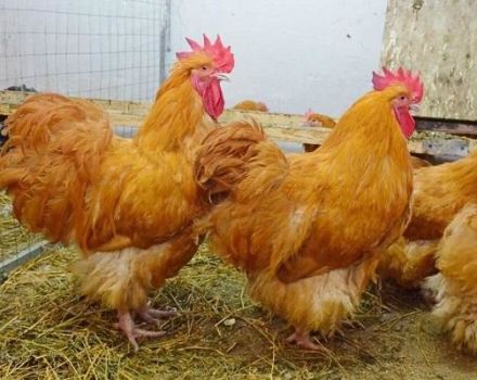 Varietà e descrizione della razza di pollo Orpington, regole di manutenzione