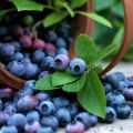 Description of the Patriot blueberry variety, planting, cultivation and care