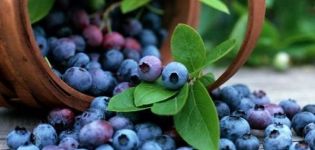 Paglalarawan ng Patriot blueberry iba't-ibang, pagtatanim, paglilinang at pag-aalaga