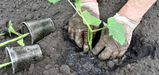 Com plantar adequadament cogombres a terra oberta amb llavors