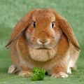 Beschrijving van konijnen van het vouwschapenras en thuis houden