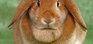 Beschreibung der Kaninchen der Falzschafzucht und der Haltung zu Hause