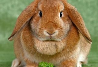 ¿Cuántos años pueden vivir los conejos en casa, términos para diferentes razas?