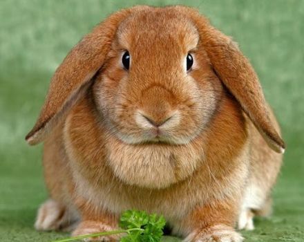 ¿Cuántos años pueden vivir los conejos en casa, términos para diferentes razas?
