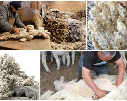 Co lze vyrobit z ovčí vlny, druhů a klasifikace vláken