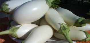 Description and characteristics of Bibo eggplant, cultivation and care