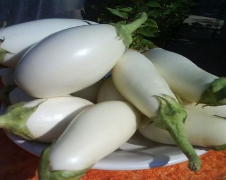 Beskrivelse og egenskaber ved Bibo aubergine, dyrkning og pleje