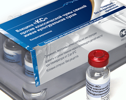 Instructions for using the swine fever vaccine and contraindications
