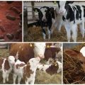 Symptomer og behandling af salmonellose hos kalve, instruktioner til brug af serum