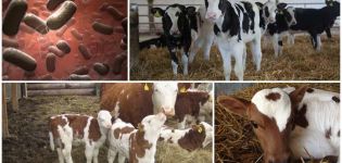 Symptoms and treatment of salmonellosis in calves, instructions for the use of serum