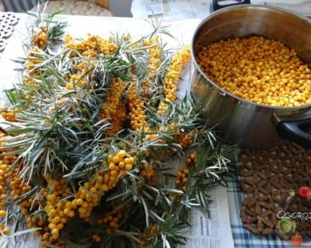 13 best step-by-step recipes for preparing sea buckthorn blanks for the winter