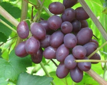 Saperavi vynuogių aprašymas ir savybės, auginimo regionas ir priežiūra
