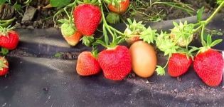 Beskrivelse og karakteristika for Fleur jordbærsorten, voksens finesser