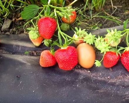 Description and characteristics of the Fleur strawberry variety, the subtleties of growing