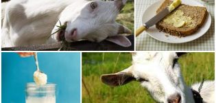 Los beneficios y daños de la mantequilla de leche de cabra y cómo cocinar en casa.