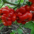 Characteristics and description of the Voyage tomato variety, its yield