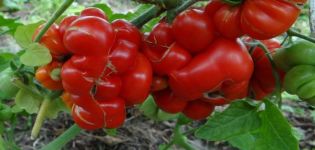 Kenmerken en beschrijving van de tomatenvariëteit Voyage, de opbrengst