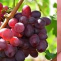 Description and characteristics of grapes varieties in Memory of the teacher, history and pros and cons