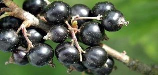 En iyi siyah frenk üzümü çeşitlerinin ve ekim bölgelerinin açıklamaları