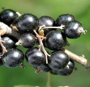 Descripciones de las mejores variedades de grosella negra y regiones de su cultivo.