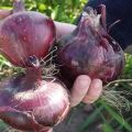 Descripción de la variedad de cebolla Red Baron, sus características y cultivo.