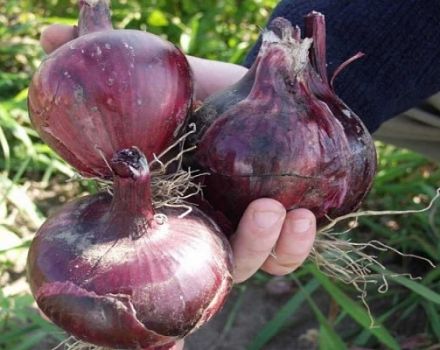 Description of the Red Baron onion variety, its characteristics and cultivation