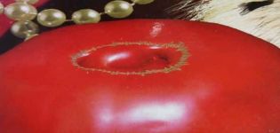 Beschrijving van het tomatenras Royal Mantle, de opbrengst en teeltregels