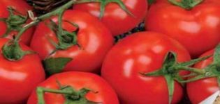 Descripción de la variedad de tomate Katrina f1 y sus características.