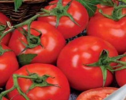 Kuvaus Katrina f1 -tomaattilajikkeesta ja sen ominaisuuksista