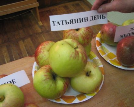 Descripció de la varietat de poma den Tatyanin, característiques de rendiment i regions de cultiu