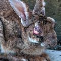 Symptome der Myxomatose bei Kaninchen und Methoden zur Behandlung der Krankheit zu Hause
