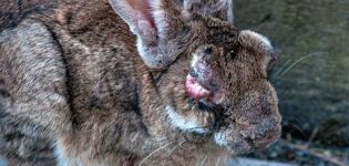 Príznaky myxomatózy u králikov a spôsoby liečby choroby doma