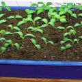 Kaip tinkamai auginti avietes iš sėklų daigams namuose