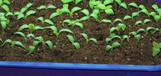 Com cultivar adequadament les gerds a partir de llavors per plantetes a casa
