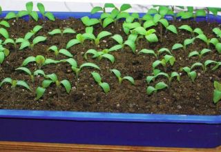 Cómo cultivar correctamente frambuesas a partir de semillas para plántulas en casa.