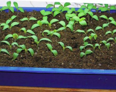 Kaip tinkamai auginti avietes iš sėklų daigams namuose