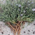 Jak zbierać i suszyć korzeń cykorii i kwiaty w domu