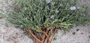 How to collect and dry chicory root and flowers at home