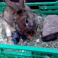 Característiques del naixement d’un conill a casa i possibles problemes