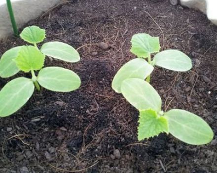 How to properly transplant cucumbers to another place and is it possible