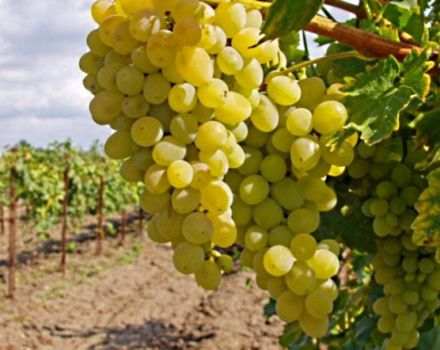 Kaip ir kokia schema maitinti vynuoges liepą liejant uogas ir po žydėjimo augimui