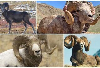 From what animals came the sheep, who are the ancestors and where do their ancestors live?