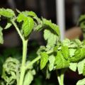 ¿Por qué las plántulas de tomate se marchitan y rizan las hojas y qué hacer?